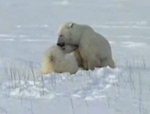 mid-Cub_polar_bear_is_nursing_2.OGG